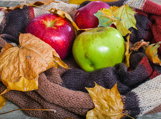 Autumn apples on a warm scarf.