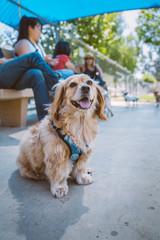 Cocker spaniel dachshund mix dog happy at the park