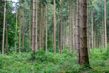 Forest, Kottenforst