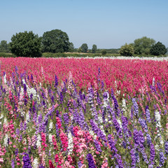 Flower fields with colourful delphiniums, in Wick, Pershore, Worcestershire UK. 
