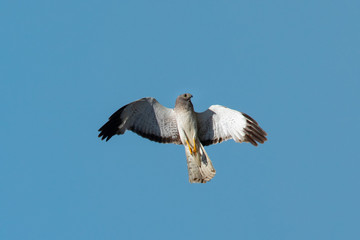 Extremely close view of a male Northern harrier flying, seen in the wild near the San Francisco Bay