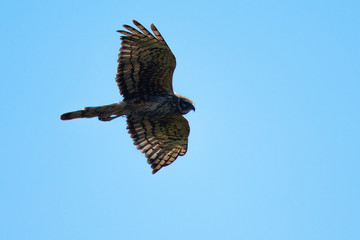Extremely close view of a female Northern harrier flying, seen in the wild near the San Francisco Bay