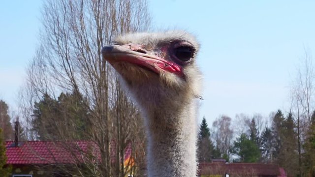 portrait of a funny adult ostrich close-up