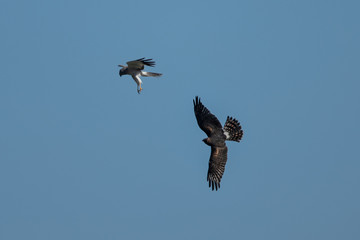 Male and female Northern harriers flying in a courtship dance ( “sky dance” ) , seen in the wild near the San Francisco Bay