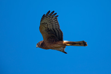 Extremely close view of a female Northern harrier flying, seen in the wild near the San Francisco Bay