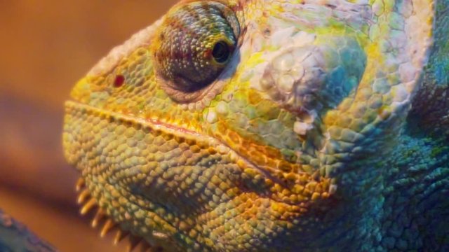 Amusing portrait of adult chameleon closeup.