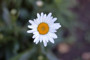 Obraz premium Daisy after the rain
