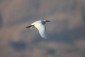 Great egret flying in the wild in North California