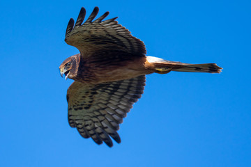 Extremely close view of a female Northern harrier opening his beak and screeching, seen in the wild near the San Francisco Bay
