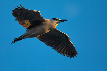Black-crowned night heron flying in beautiful light , seen in the wild in North California
