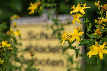 Johanniskraut am Waldrand mit Tafel Schutt abladen verboten