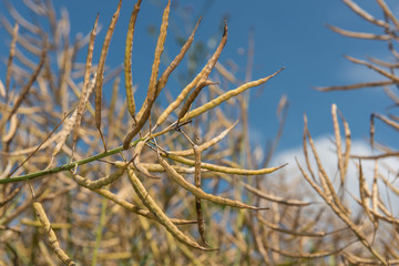 Rapsfeld vor der Ernte
