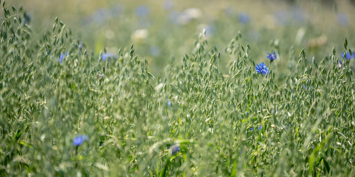 Kornblumen im Haferfeld