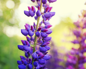   bright beautiful lypy flowers juicy lilac blossomed in a spring garden on a sunny