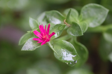 Pink Aptenia flower in the meadow.