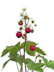 Wild strawberry (Fragaria vesca) plant