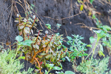 Succulent houseplant Crassula in wild nature on ground