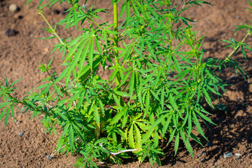 Cannabis marijuana plant bush growing