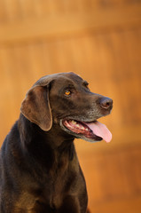 Chocolate Labrador Retriever dog outdoor portrait by wooden door