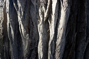 bark