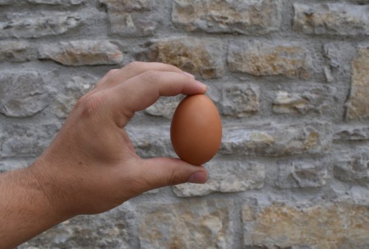 Uovo di gallina