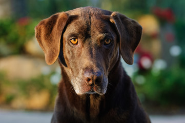 Chocolate Labrador Retriever dog outdoor portrait