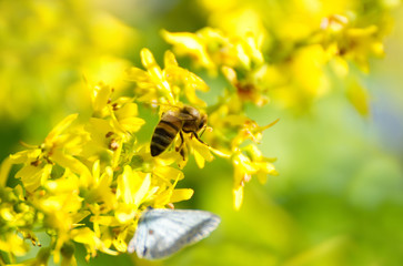 Gelbe Blüten mit Biene und Schmetterling