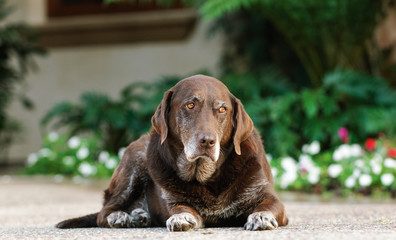 Chocolate Labrador Retriever dog lying down in driveway
