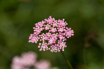 Obraz premium Makro Blume Rosa