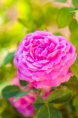  bright pink rose