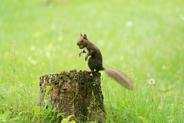 Obraz premium リス