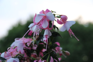 Fucsia