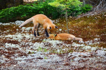 Red fox kits together near their den