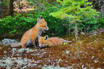 Red fox kits together near their den