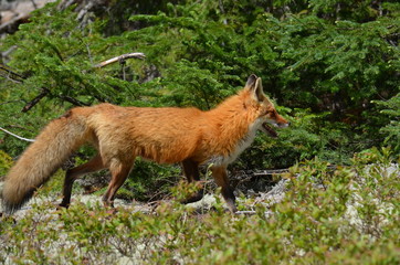 Red fox walking in forest