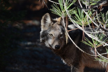 Eastern Wolf in natural habitat