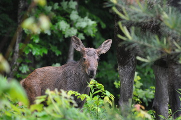 Baby moose calf in Algonquin Park