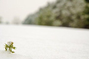 A lone plant among the snow with with available space on right side