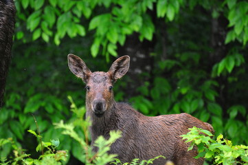 Baby moose calf in Algonquin Park