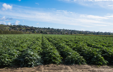 Fototapeta na wymiar An artichoke field in southern California on a beautiful day