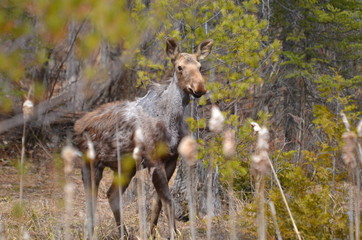 Moose calf in Algonquin Park
