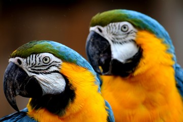 Fototapeta premium Couple de Perroquets Ara