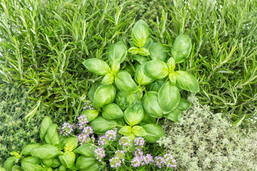 Fototapety  Kitchen herbs Healthy food ingredients Basil rosemary