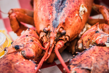 Cooked Maine Lobster