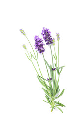 Lavender herb flower isolated white background