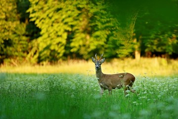 Male roe deer standing on green meadow with white flowers at dusk watching out, sunlit trees in background, blurry foreground, warm colors