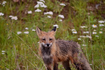Red fox walking in forest