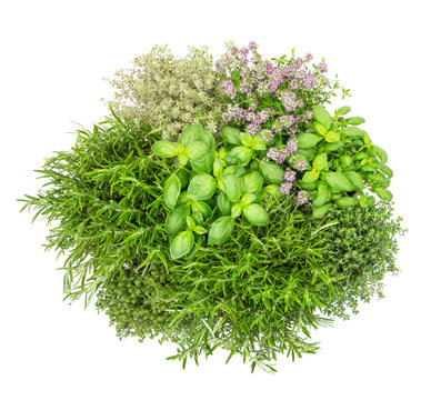 Fresh herbs isolated white background Basil rosemary thyme Top view