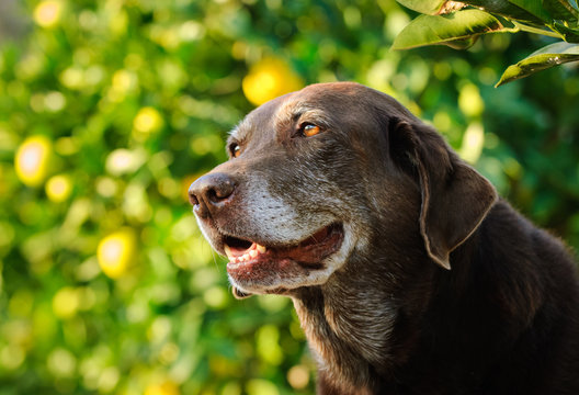 Chocolate Labrador Retriever dog outdoor portrait against green vegetation