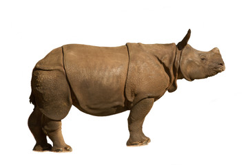 White rhinoceros, square-lipped rhinoceros (Ceratotherium simum), baby.